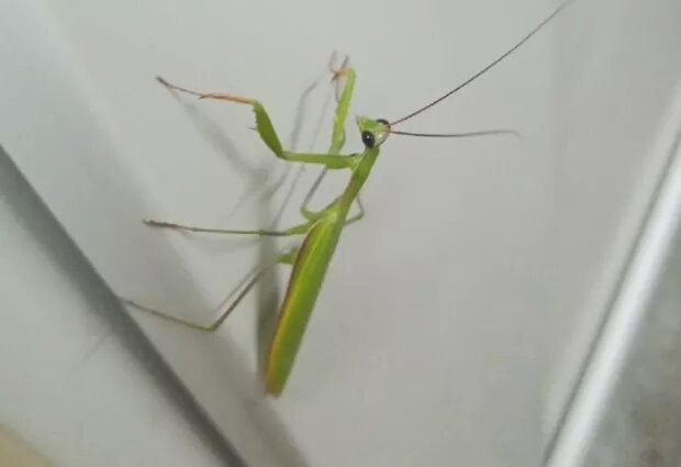     Богомол. .ВКонтакте "Инцидент Бийск"