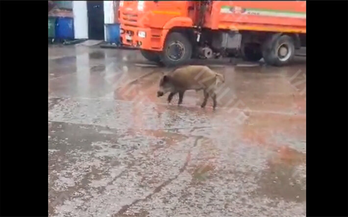    Видео: на глазовском предприятии приручили дикого кабана