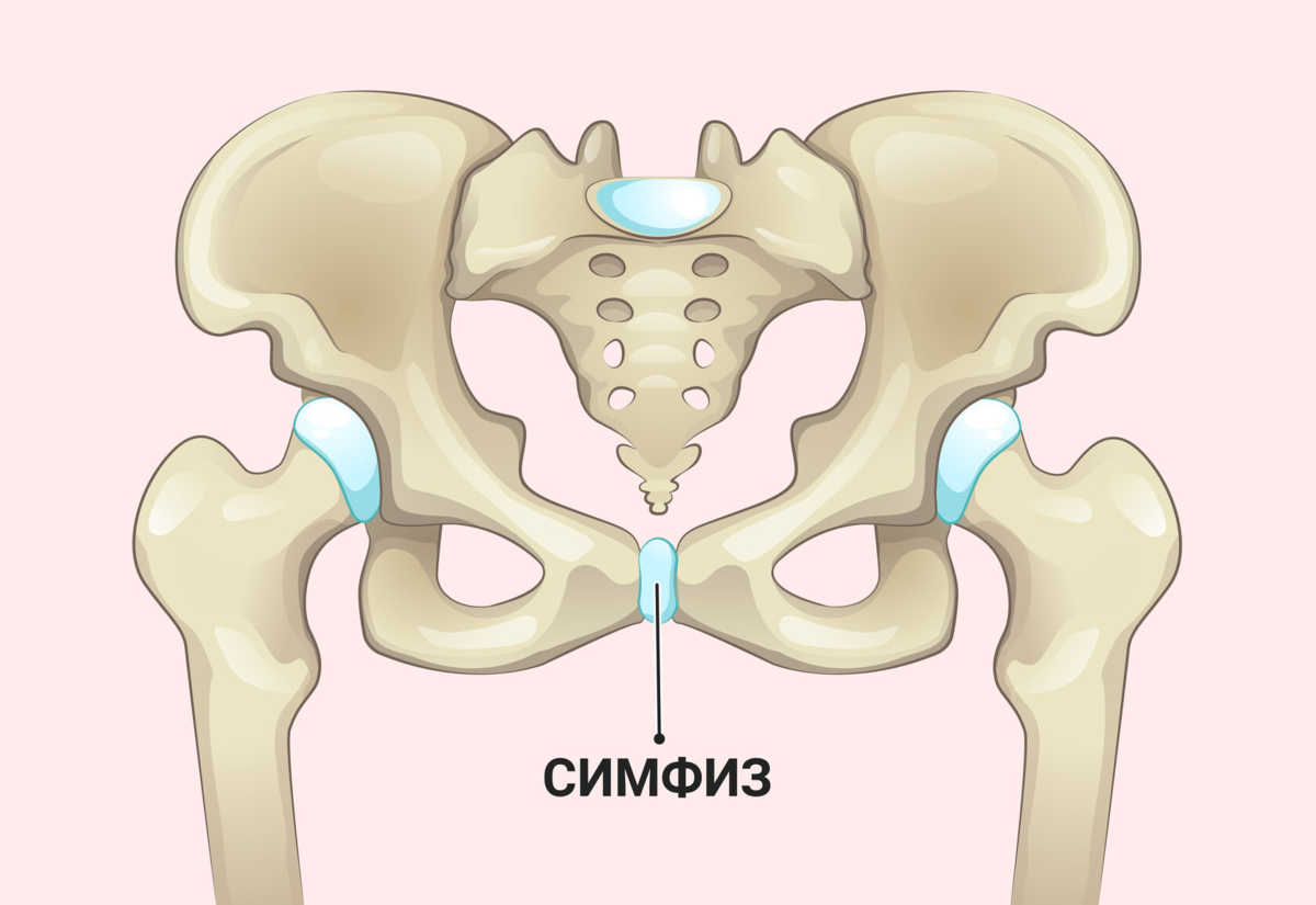 третья беременность болит лобковая кость