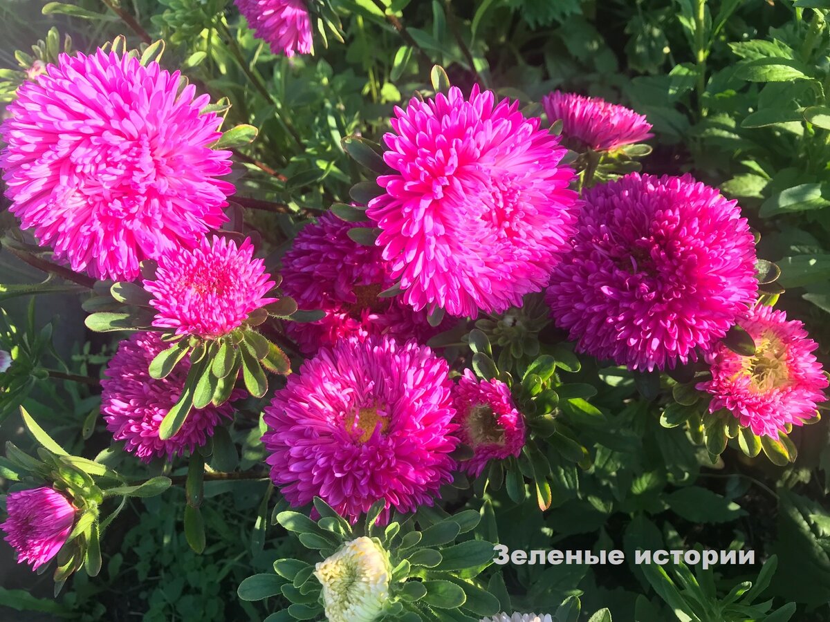 Хризантелла "Сердце дракона"