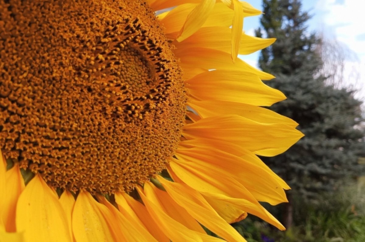    На выходных в Твери потеплеет до +33 градусов