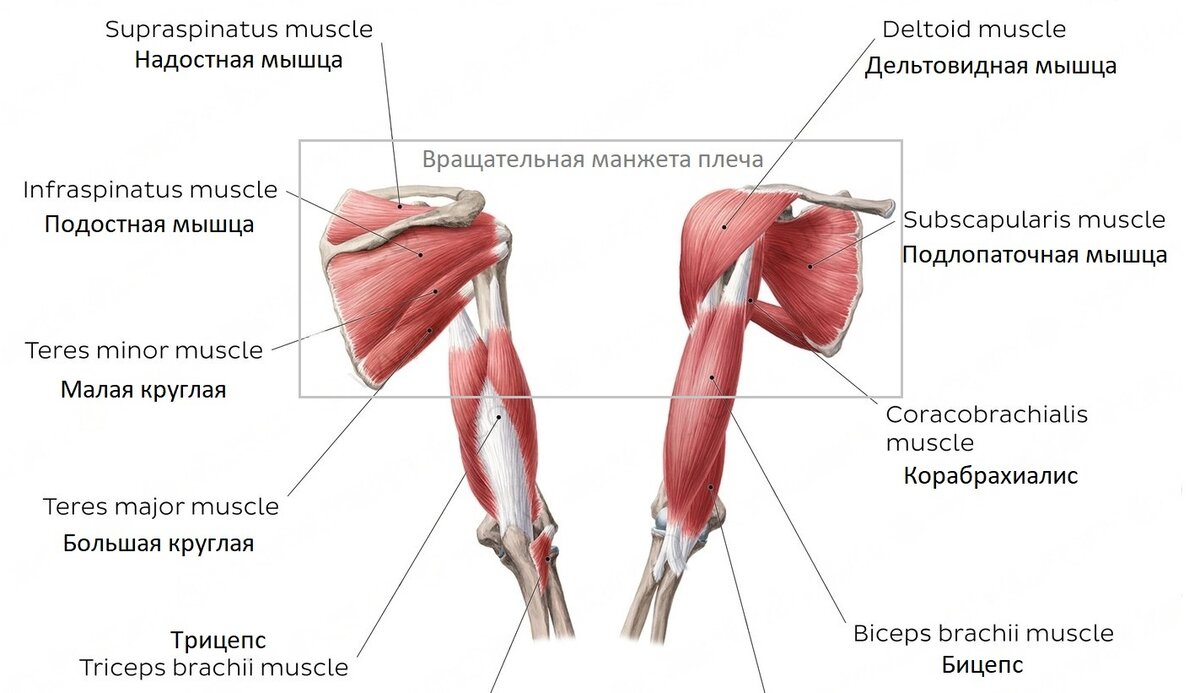 Операция надостной мышцы