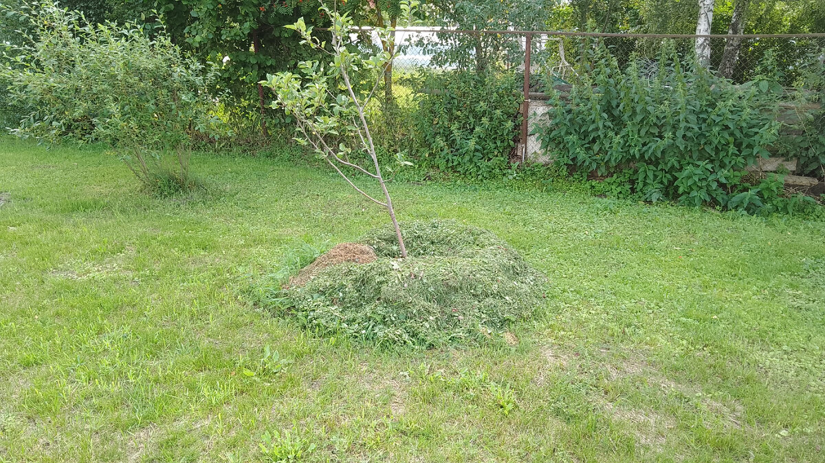 Яблонька