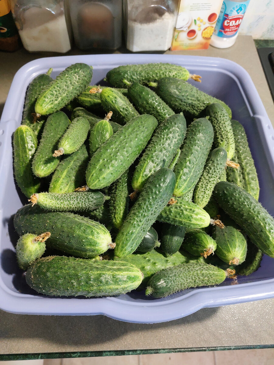 Огурчики из парника даже еще теплые от солнышка