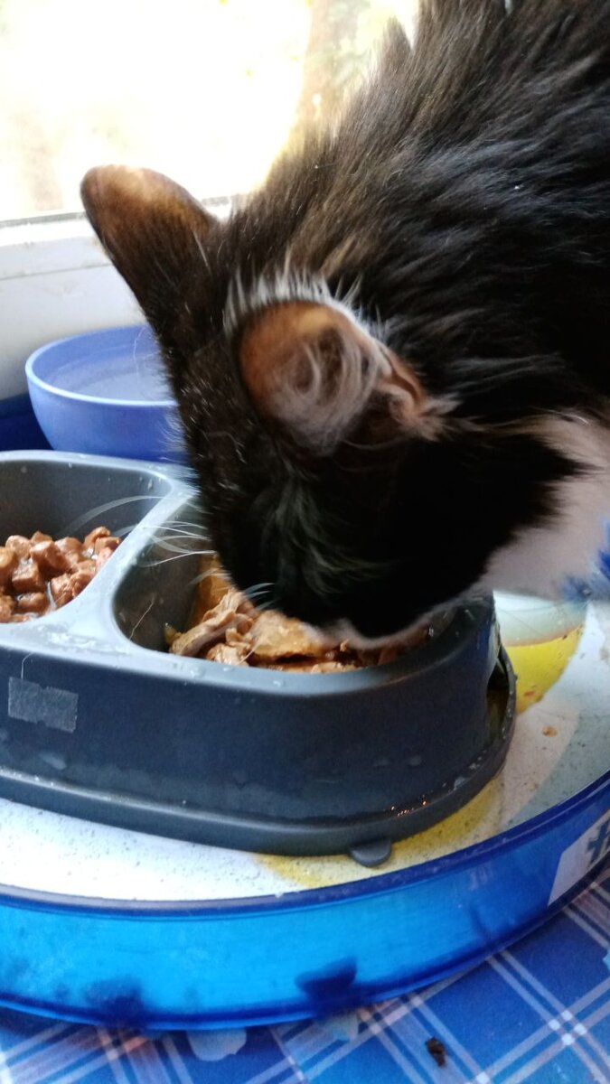 фото из личного архива автора, кот Степан.