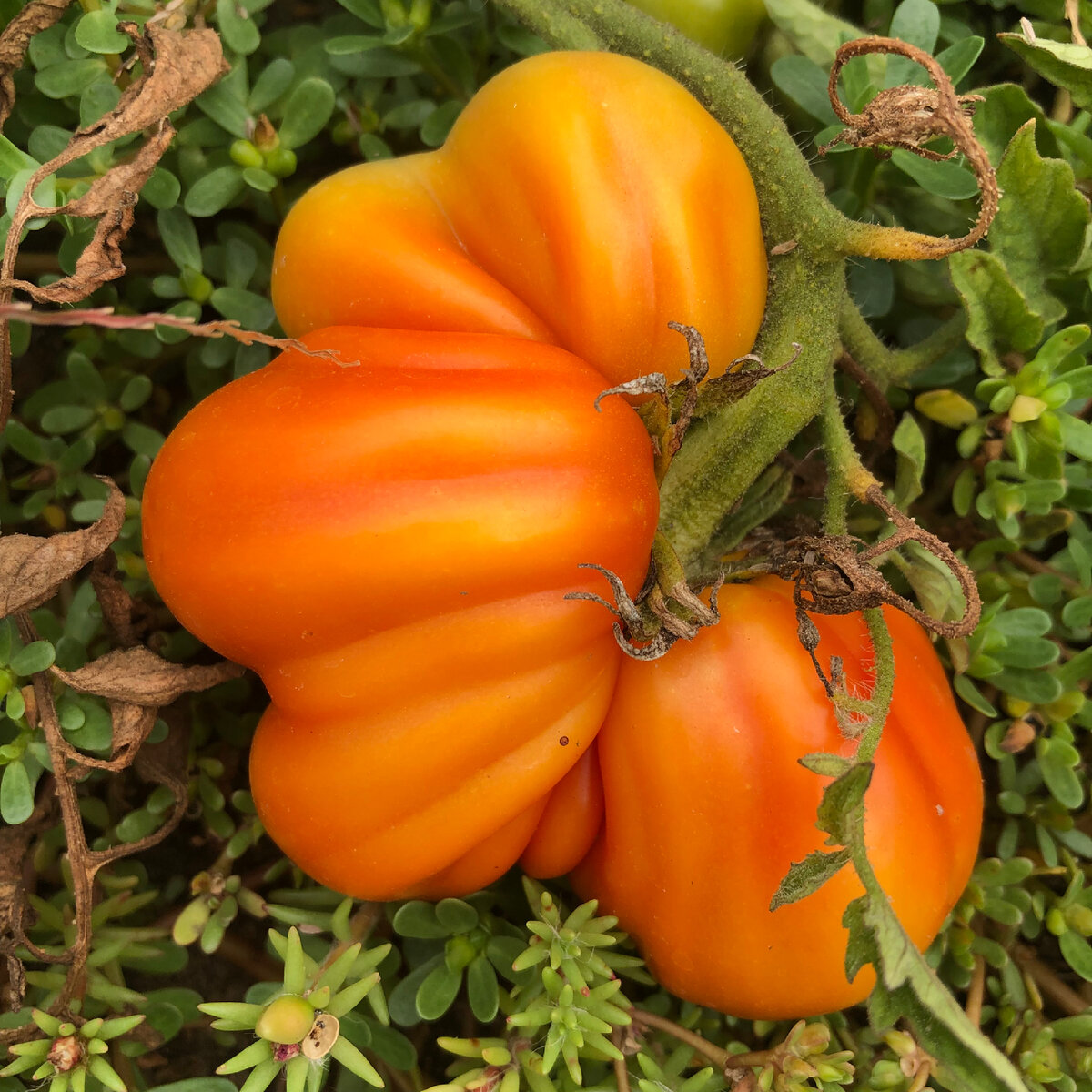 Гигантская помидорина в итоге не выдержала палящего солнца и завялилась прям на грядке. Как говорится, без соли, регистрации и смс