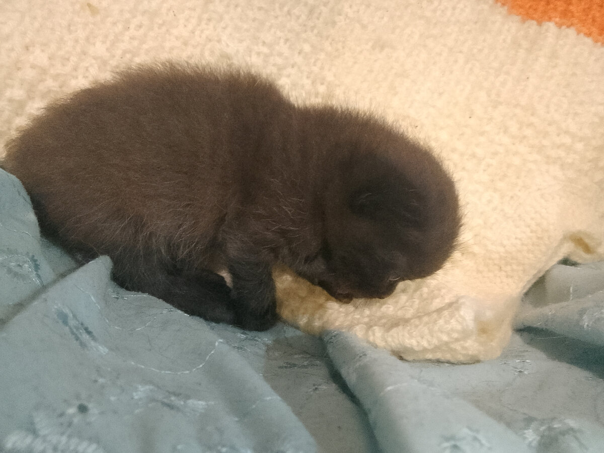 Соня задумалась