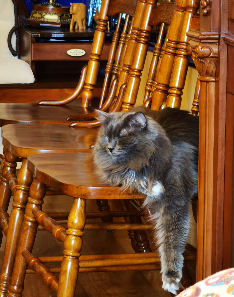 Любимая поза для сна на стуле - лапой вниз