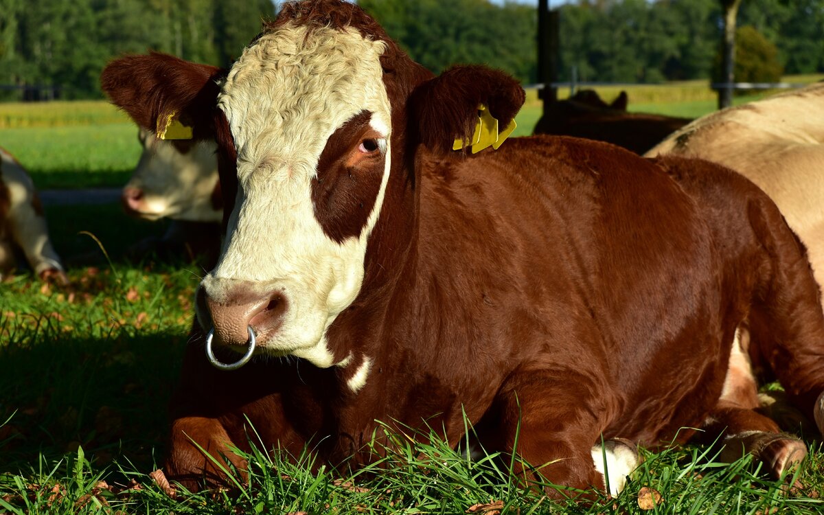    Если вы когда-либо задавались вопросом, зачем быку нужно кольцо в носу, то вот вам быстрый ответ – для осуществления контроля за крупным и порой агрессивным животным!pixy.org