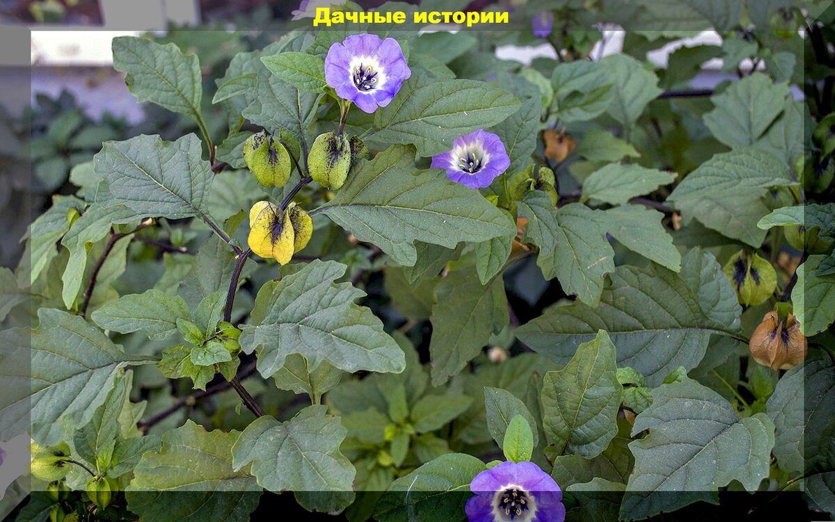 https://vk.com/photo-159774511_457261621. Никандра физалисовидная