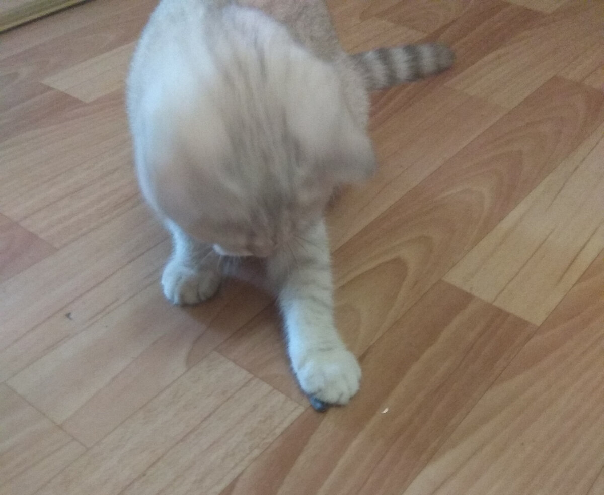 Пыталась откупиться семечками.