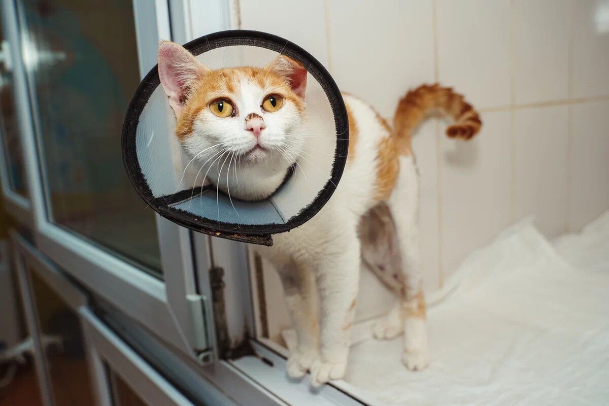 дзен хвостики. дзен хвостики. кот который самый сибирский кот который облитый. дзен хвостики. омские хвостики.