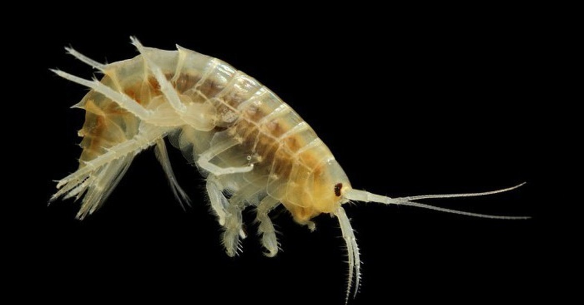 Если и кусать тебя, то только потому, что ты очень сладенький! 