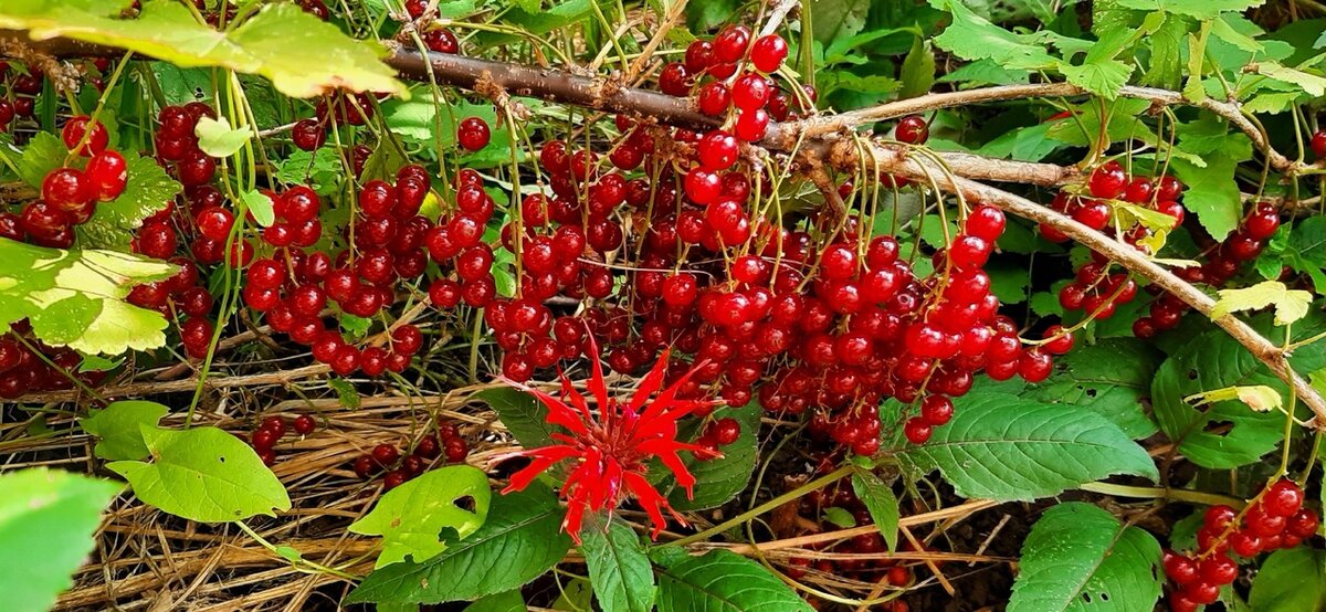 Первый урожай 2023, фото моё