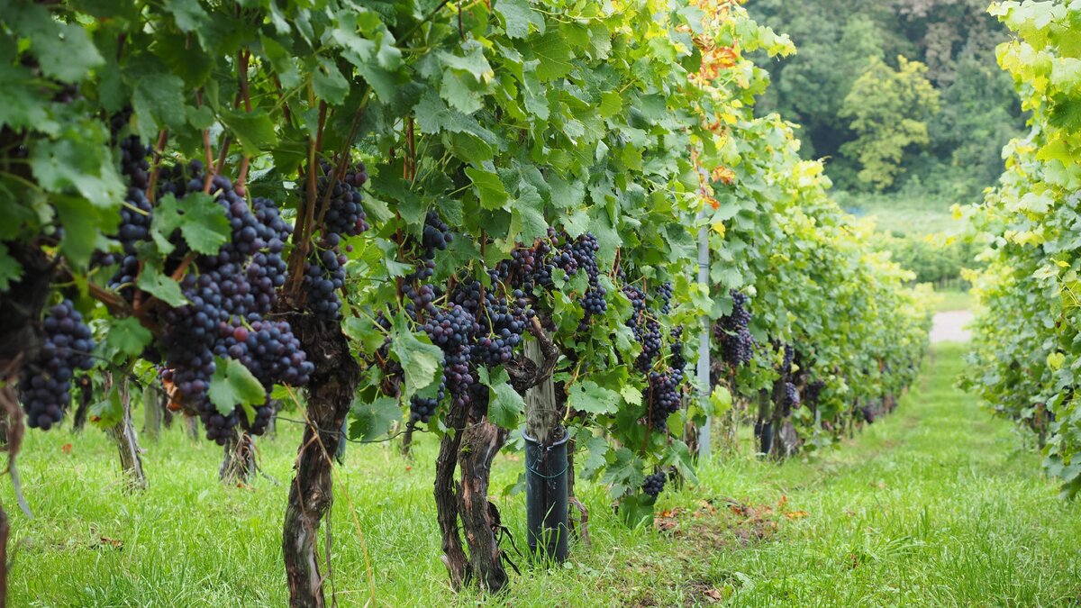     В Ростовской области из-за неблагоприятных погодных условий урожай винограда текущего года может оказаться на 50% меньше прошлогодних объемов, об этом сообщили донские СМИ.