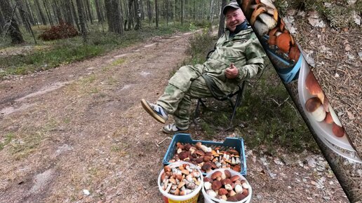 Отличные новости из леса. Пошёл гриб Боровик в сосновом лесу. Сосновый бор проснулся и много разных отличных грибов.