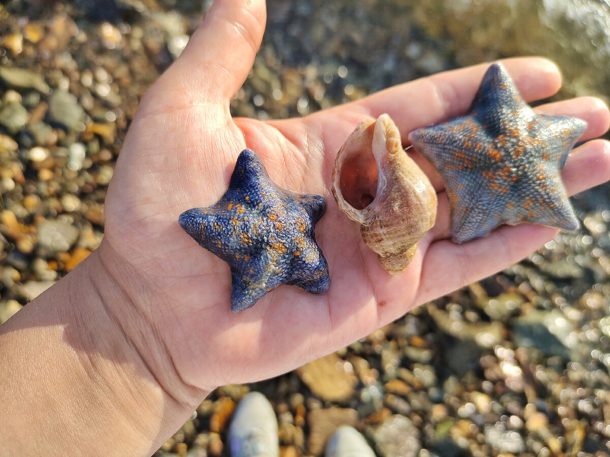 Сокровища Японского моря