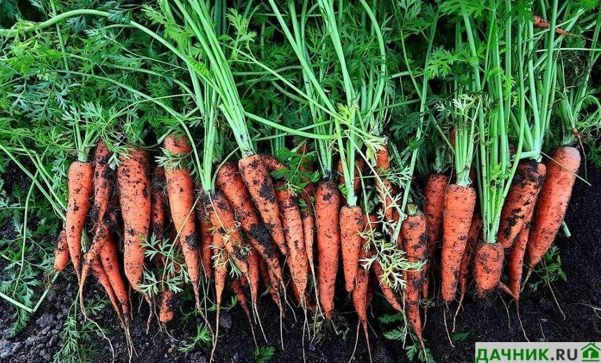 Когда выкапывать морковь на хранение в этом году?