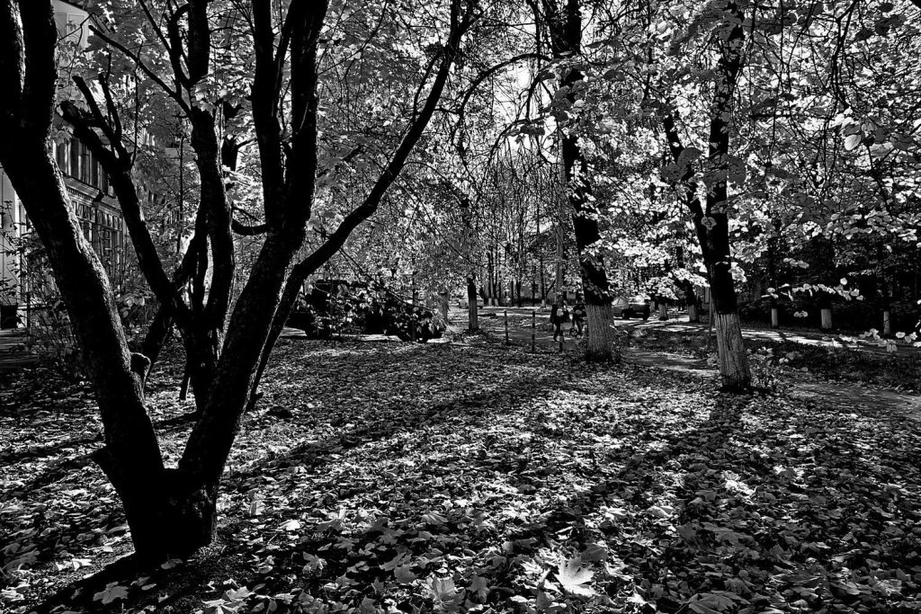 Осень черно белое фото