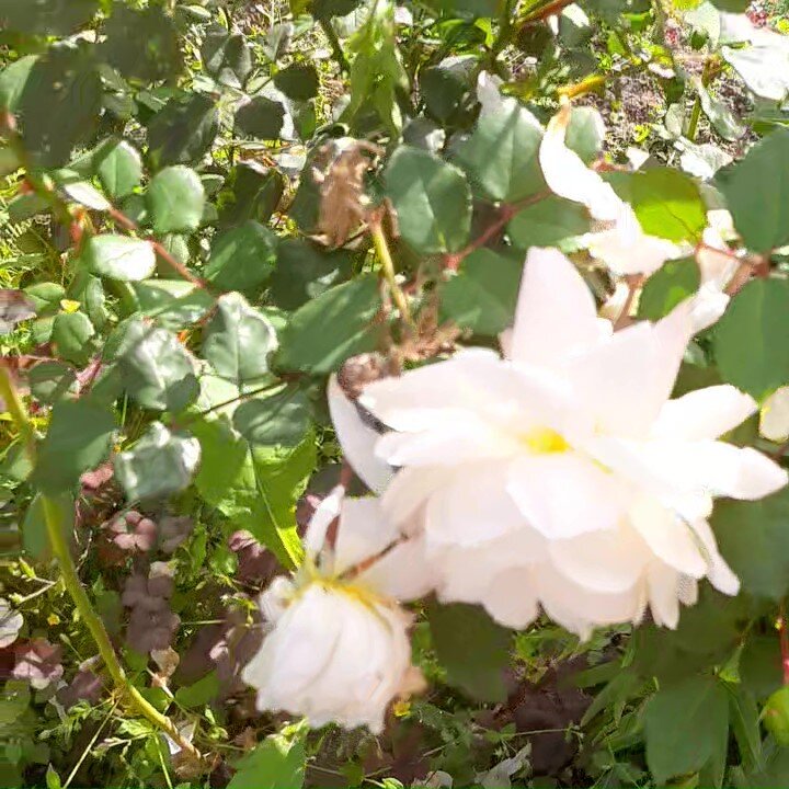 кислица в корнях соседской розы