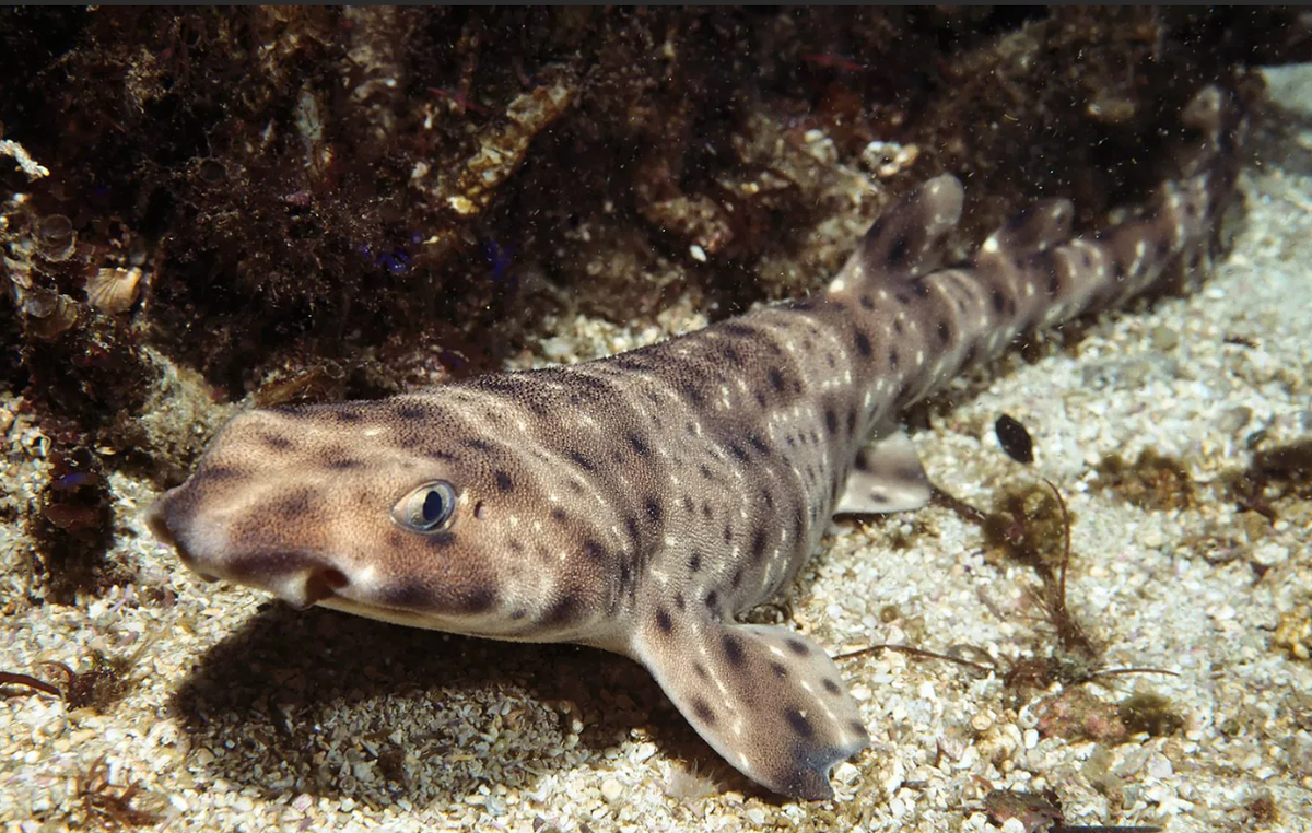 Леопардовая усатая кошачья акула (Stegostoma fasciatum)