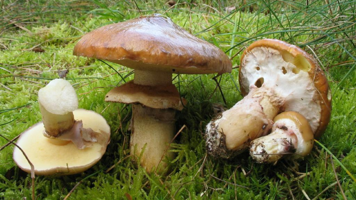 Есть гриб масленок. Маслёнок гриб. Гриб Suillus luteus. Маслёнок обыкновенный грибы. Съедобные грибы маслята.