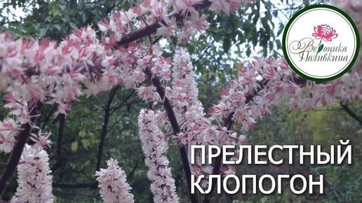 КЛОПОГОН  -  УКРАШЕНИЕ ТЕНИСТОГО САДА