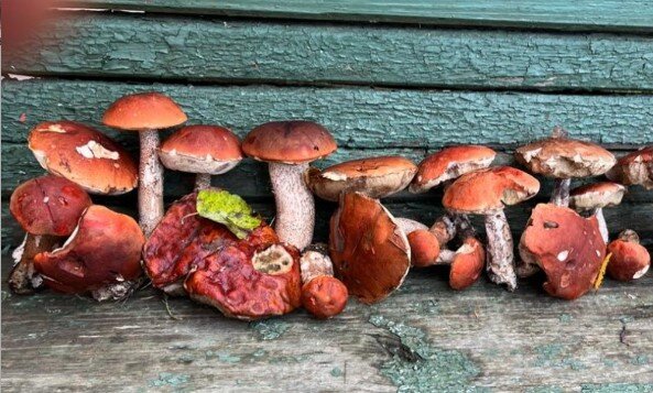 Столько подосиновиков набрали Надя , моя подруга с мужем недалеко от их дачи.