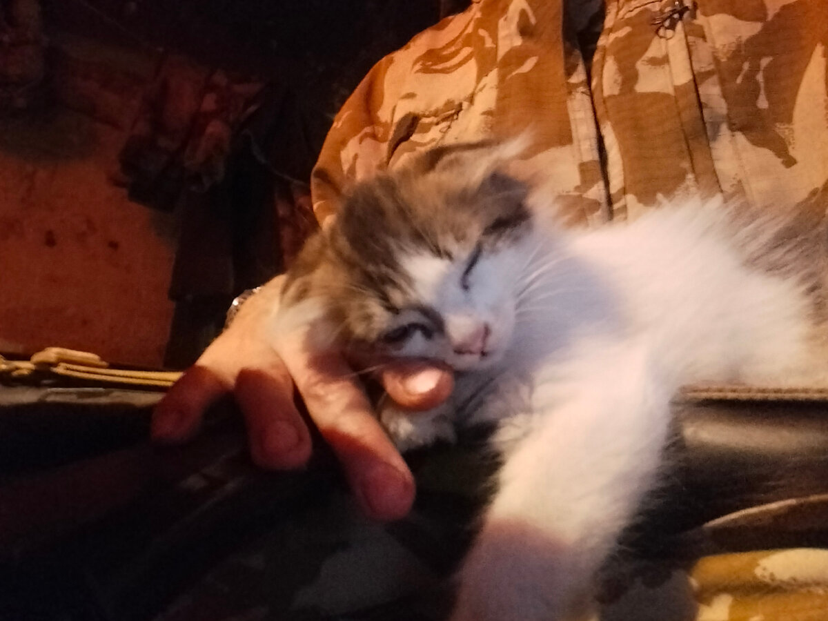 Котенок на автомате