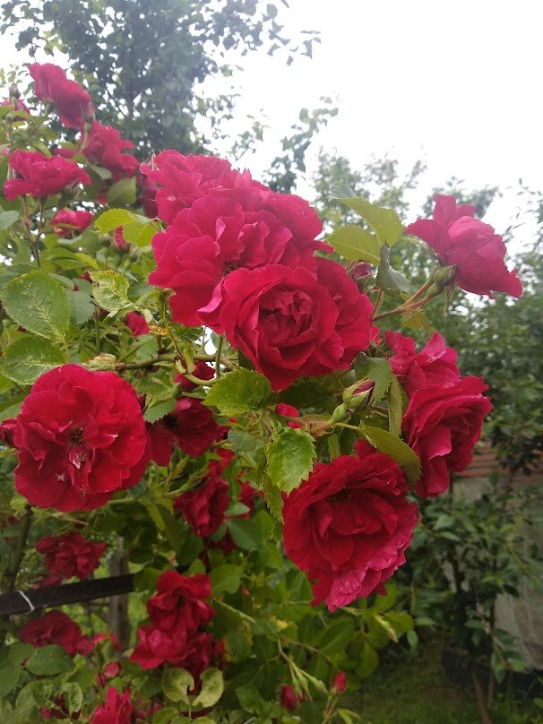Rosa mobile. Розы на даче фото.