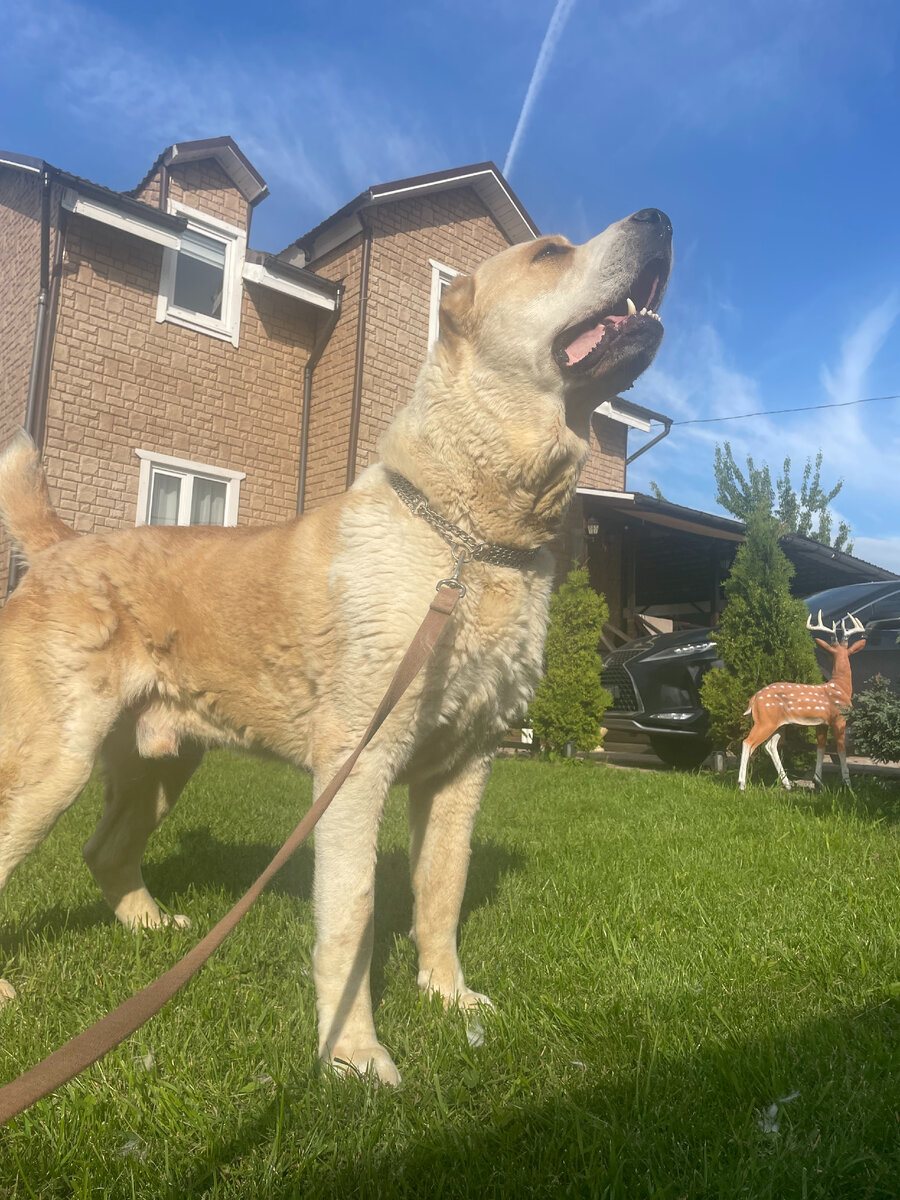 Историческая справка Алабай – древнейшая аборигенная порода, существующая свыше 4000 лет. Благодаря минимальному человеческому вмешательству и большой роли естественного отбора собаки отличаются крепким здоровьем, доставшимся в ходе отсеивания слабых представителей.В крови среднеазиатов присутствуют гены: 
пастушьих собак кочевых племен;
мастиффов из Тибетских гор;
месопотамских псов, участвовавших в собачьих боях.
Родина среднеазиатских овчарок занимает внушительную территорию, раскинувшуюся от южно-уральских земель до Афганистана, а также от Каспийского побережья до Великой Китайской стены. Суровые климатические условия, характеризующиеся недостатком воды и постоянным зноем, сыграли важную роль в формировании сильной и выносливой собаки.                                                                                                                                   ВАЖНО! Среднеазиатская овчарка входила в почетный список богатств, необходимых для продуктивной жизни казаха. Помимо четвероногого защитника порядочный гражданин должен был обзавестись женой, сыном, конем, беркутом для охоты, ножом и капканом. 
Хотя история породы началась еще задолго до нашей эры, официальное признание было получено только в 93-м году 20 века после внесения в списки FCI.