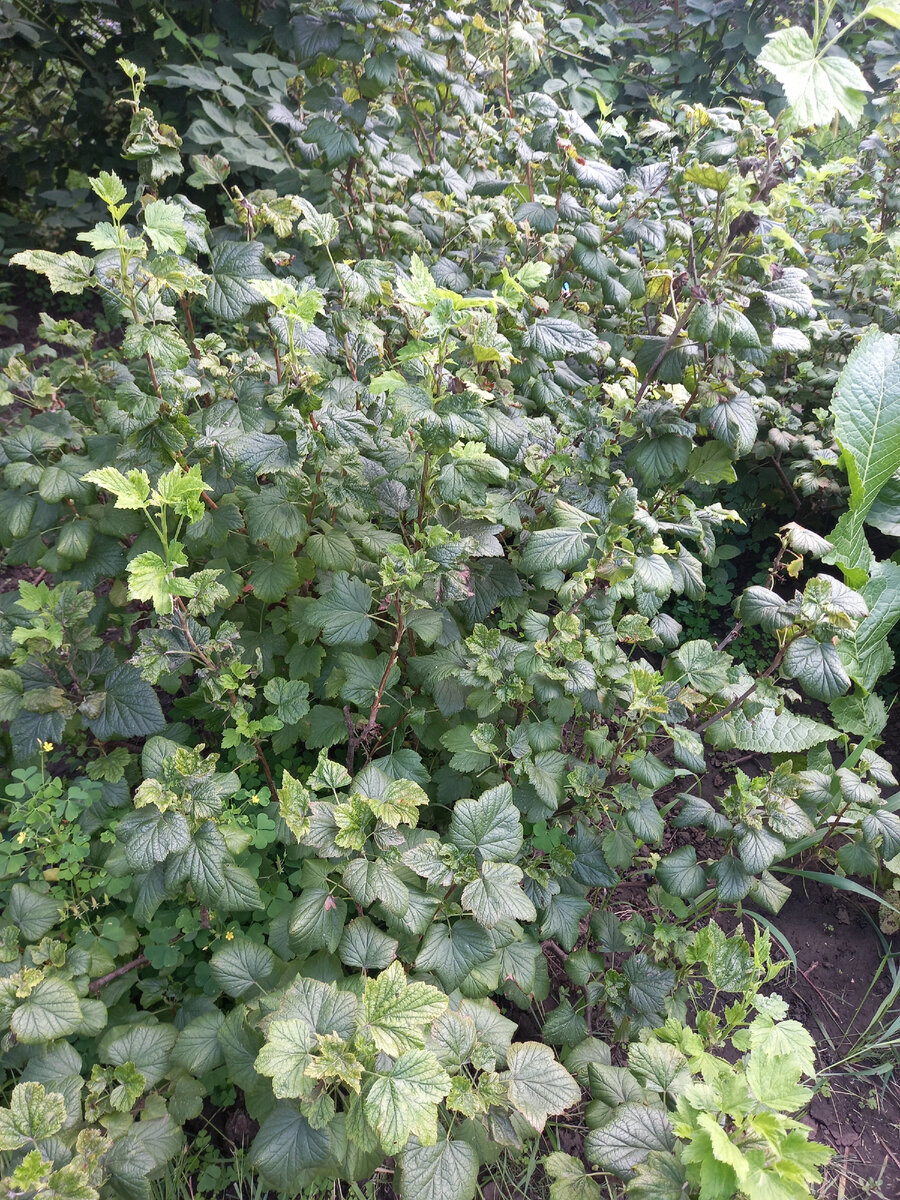 этот куст явно нуждается в подкормке