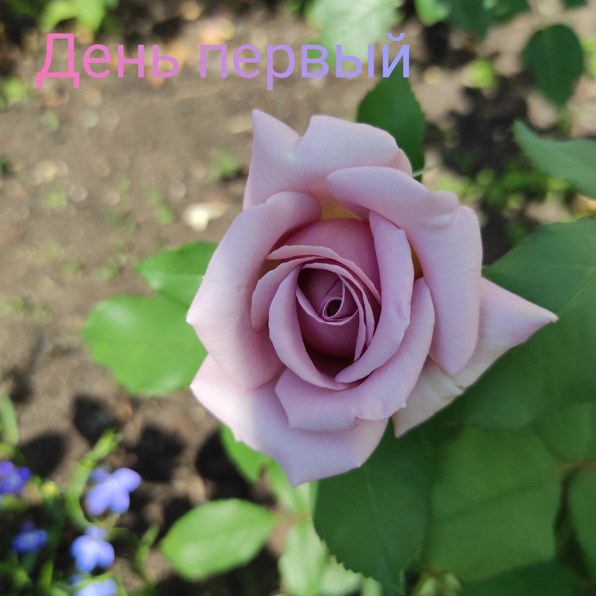 Начало цветения