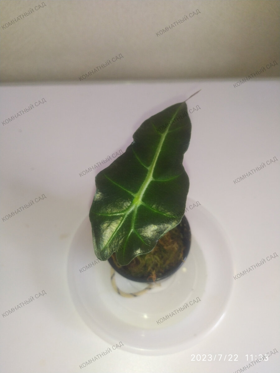 алоказия Дворф Амазоника