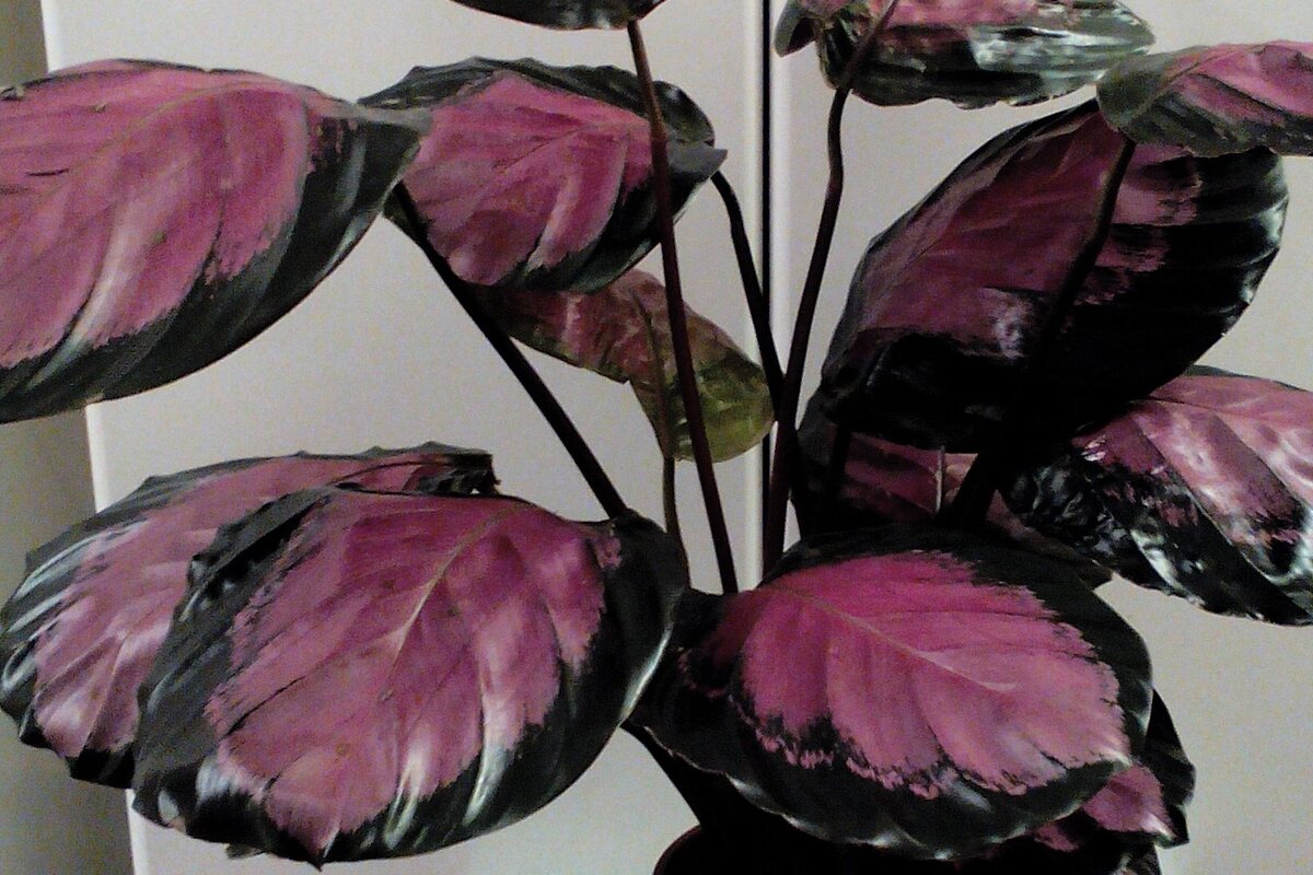 Калатея Кримсон