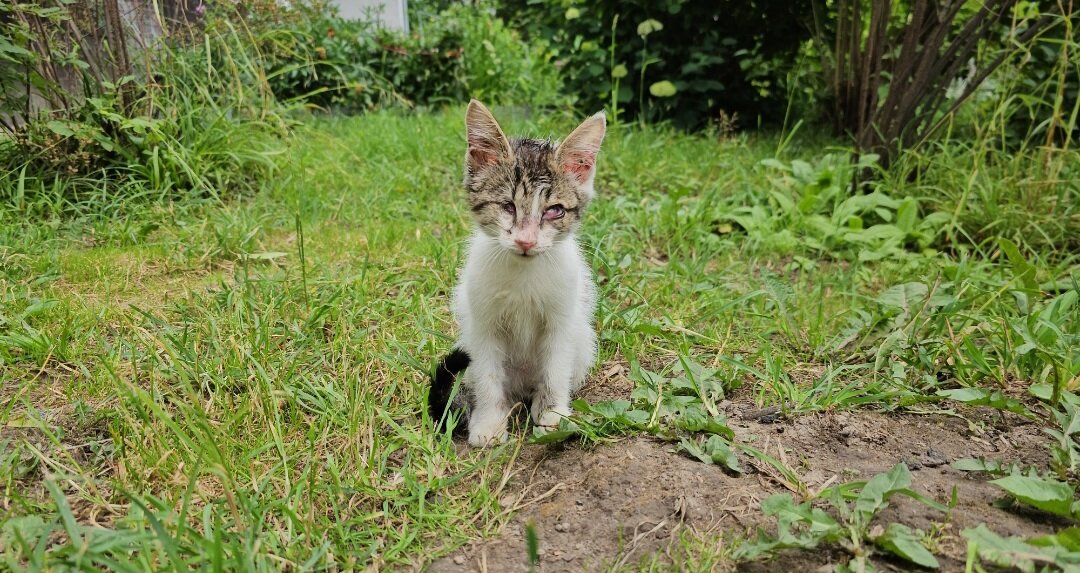 Фото автора. Вот такой котёночек сидел растерянный и не знал куда идти.