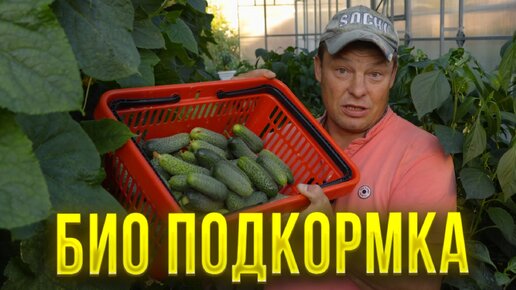 Нет ничего лучше для огурцов - чем подкормка органикой. Дешево и сердито