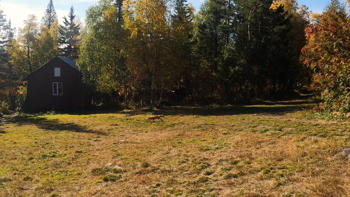 Местная лиса