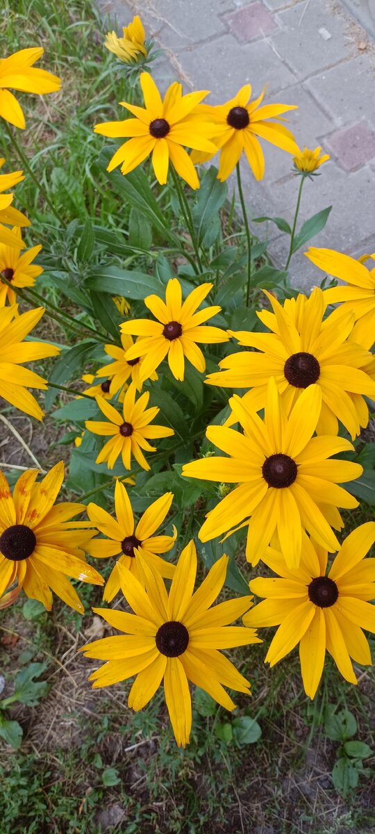 Клумбы с яркими цветами на улице Филиппова