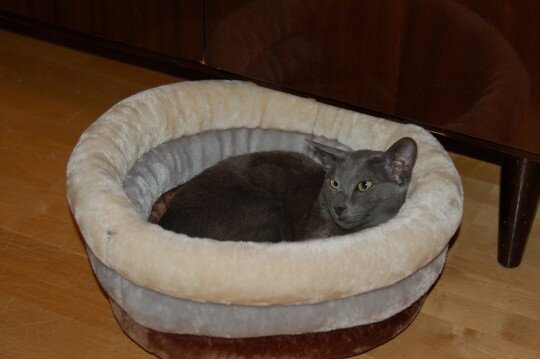 Кошки могут определять время почти так же, как люди