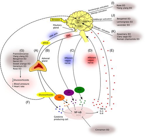 Мишени  эфирных масел в организме человека. 