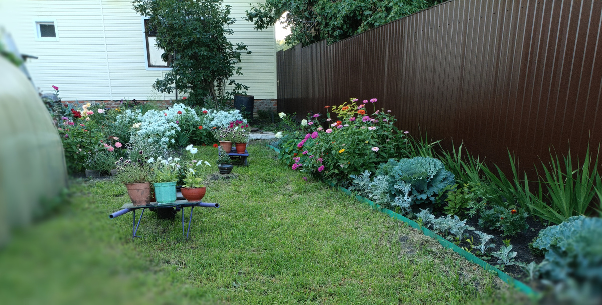 Покосили триммером газон в цветнике