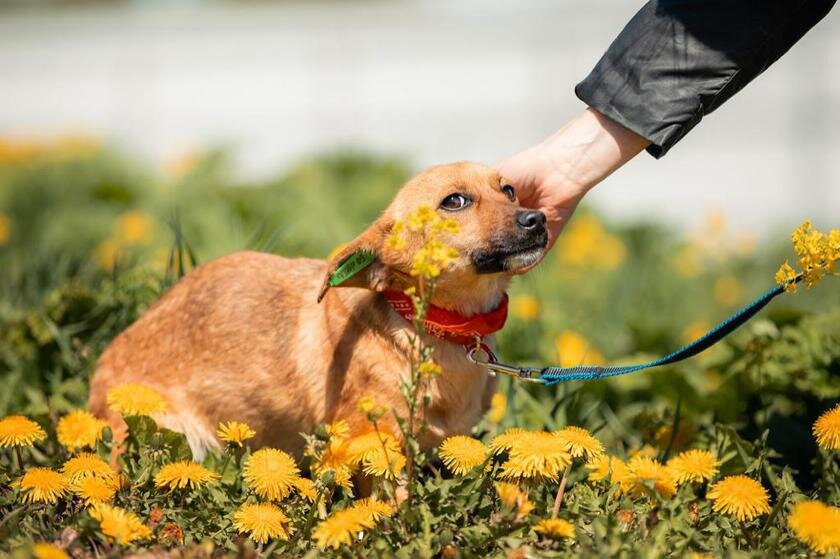 «Август выбрал меня, а я его»: как пёс из приюта дождался свою новую ...