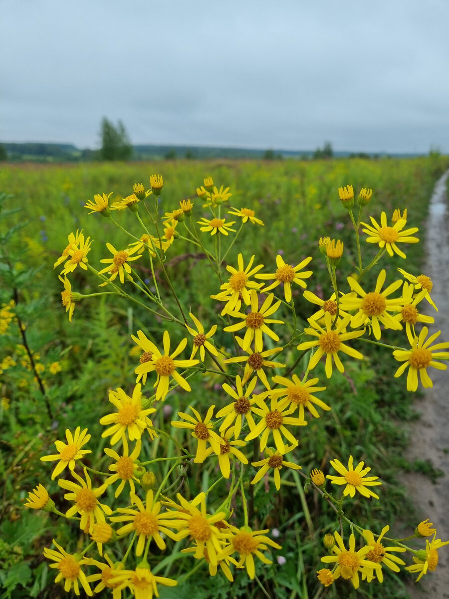 Крестовник обыкновенный. Фото автора.