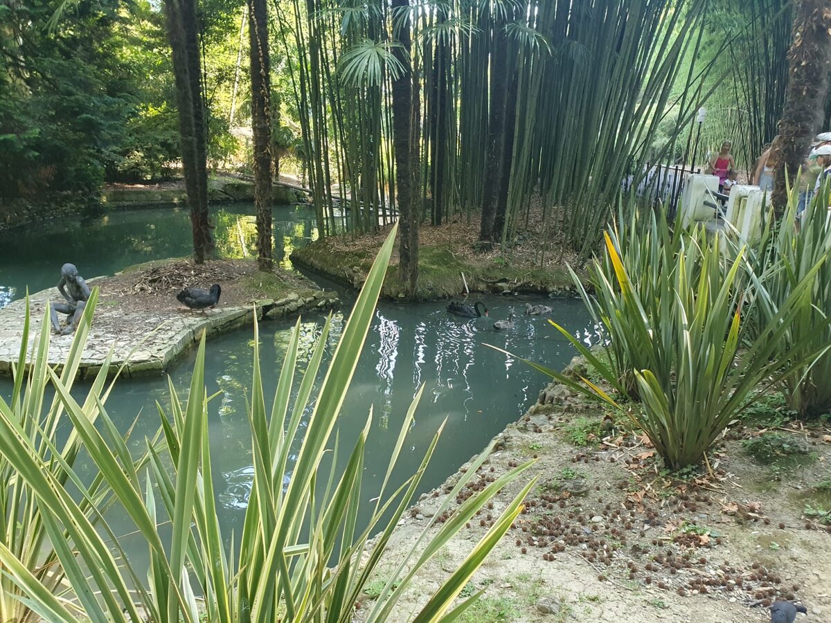 Черный лебедь на пруду в нижней части дендрария