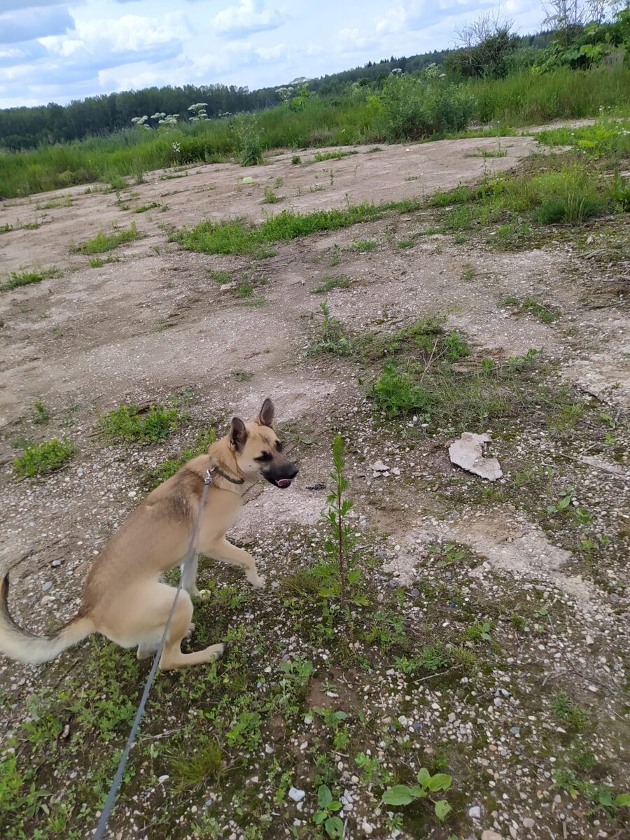 Фото Можайского приюта