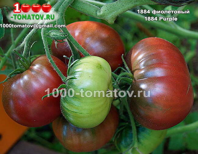 Томат 1884 фиолетовый 1884 Purple фото 1