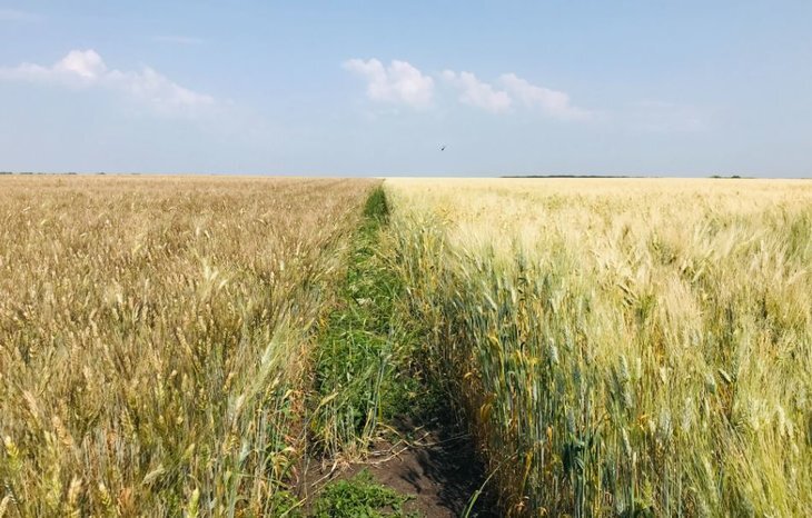    Какие сорта твердой пшеницы интересны для аграриев Пензенской области