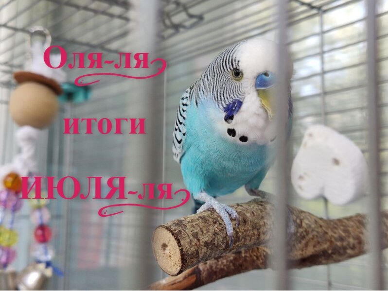 Чипа вопрошает - старалась ли ты, хозяюшка?