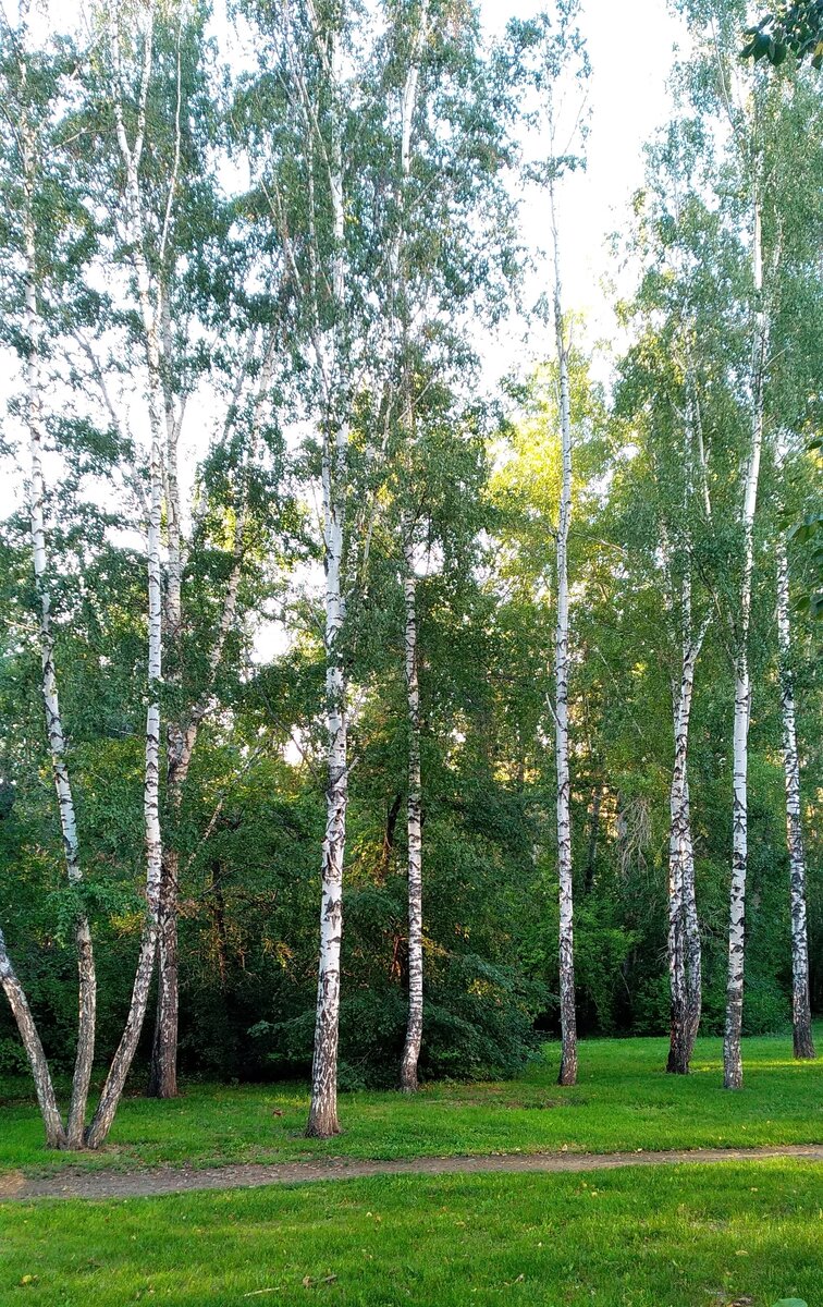 Берёза(Betula). | Про деревья home.ng | Дзен